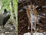 El ciervo axis compite con especies nativas protegidas y genera severos daños en cultivos correntinos.