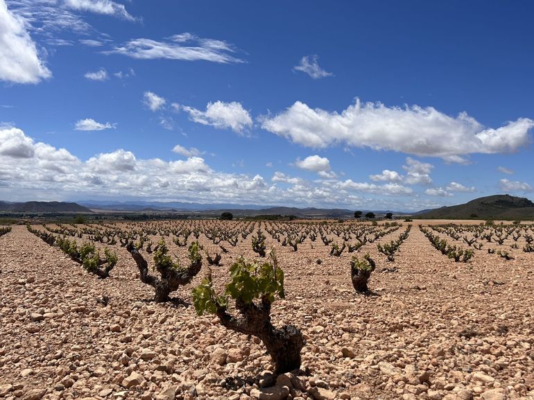 Viñedos Monastrell en Alicante durante la fase de foliación y floración.