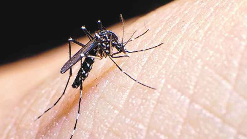Detectaron la primera ovitrampa positiva de mosquito de dengue.