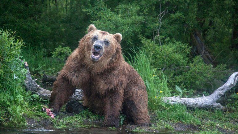 Sobrevivió un mes en la cueva del oso que lo atacó