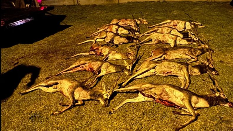 La Pampa: llevaban 12 antílopes muertos en una camioneta. | LM Neuquen La Pampa: llevaban 12 antílopes muertos en una camioneta.