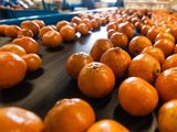 Fuerte apuesta de Chile a la producción de mandarinas.