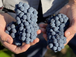 transformacion en patagonia: como un vinedo casi perdido produce vinos premiados mundialmente transformacion en patagonia: como un vinedo casi perdido produce vinos premiados mundialmente