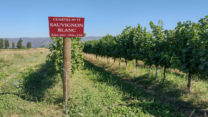Sauvignon Blanc: la blanca que gana en estilo