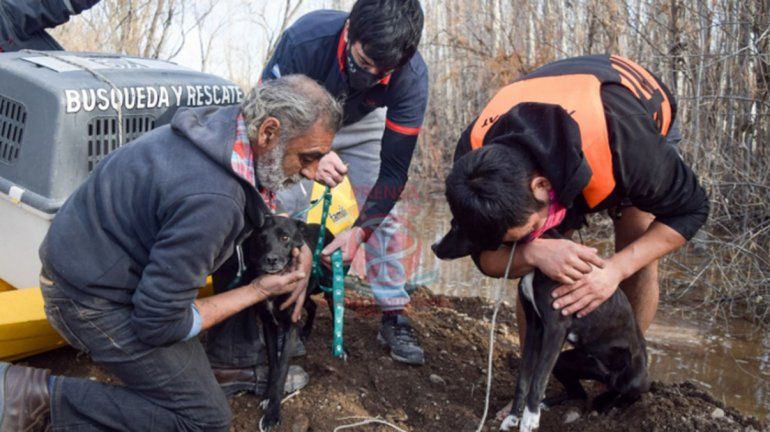 El allanamiento por maltrato animal tuvo lugar en una vivienda de la calle Venezuela de Cipolletti.&nbsp;