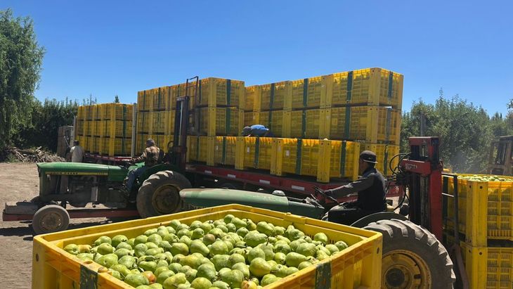 La presión de la demanda por experimentar nuevos sabores no se ejerce solo sobre peras. La presión de la demanda por experimentar nuevos sabores no se ejerce solo sobre peras.