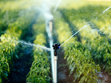 Neuquén lanza incentivos para productores: ¿primer paso hacia una matriz productiva más amplia?