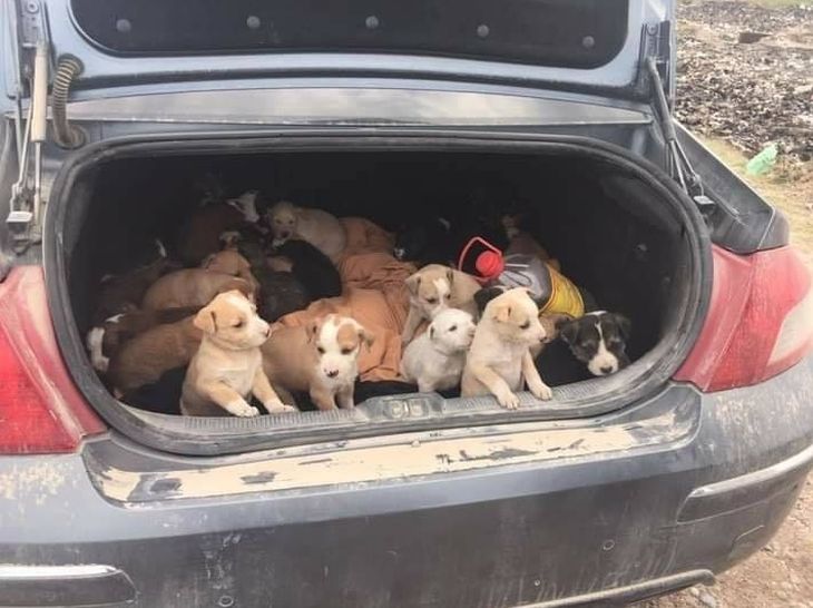 En octubre de 2020, un solo vecino de SAO rescató 31 cachorros del basural en un solo día. En octubre de 2020, un solo vecino de SAO rescató 31 cachorros del basural en un solo día.