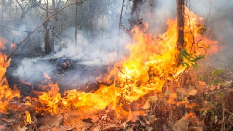 Foto: Realidad Sanmartinense. Foto: Realidad Sanmartinense.