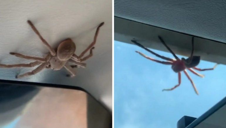 Viral: una enorme araña estuvo sobre un piloto en pleno aterrizaje.