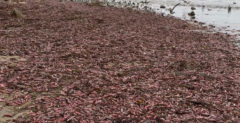 Invasión de peces pene en California. Invasión de peces pene en California.