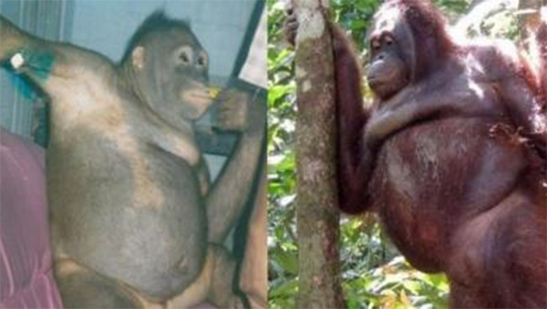 La historia de Pony, la orangutana sometida a la prostitución