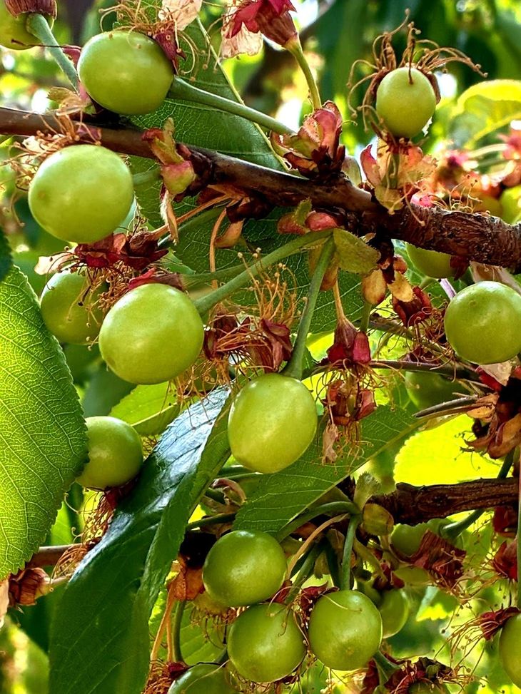 Estado en el que se encuentra el fruto en estos momentos en la zona norte de Mendoza. Estado en el que se encuentra el fruto en estos momentos en la zona norte de Mendoza.