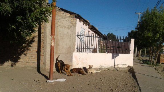 Muni multó a vecina por darle de comer a perros callejeros