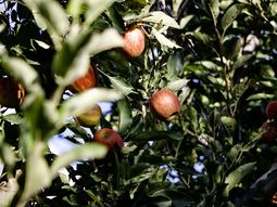 los primeros numeros de la cosecha de peras y manzanas argentinas los primeros numeros de la cosecha de peras y manzanas argentinas