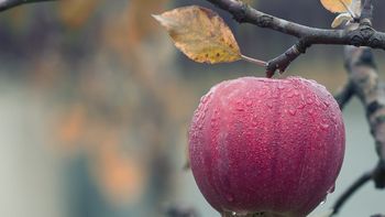 La fruticultura cambia de raíz: los pequeños productores pierden terreno frente a un modelo cada vez más concentrado. | LM Neuquen La fruticultura cambia de raíz: los pequeños productores pierden terreno frente a un modelo cada vez más concentrado.