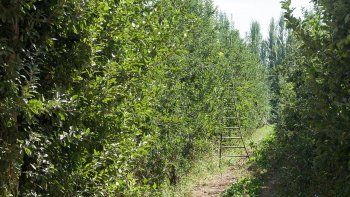 Cada vez son menos las chacras que mantienen su producción en Cipolletti. Cada vez son menos las chacras que mantienen su producción en Cipolletti.