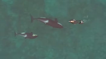 El momento exacto en que Juan Fiscina se topa con una orca y su cría en las aguas de Puerto Madryn, registrado desde el aire. El momento exacto en que Juan Fiscina se topa con una orca y su cría en las aguas de Puerto Madryn, registrado desde el aire.