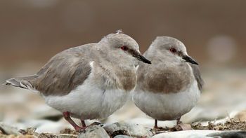 Un ave autóctona de la Patagonia está a punto de desaparecer: quedan menos de 400 ejemplares. Un ave autóctona de la Patagonia está a punto de desaparecer: quedan menos de 400 ejemplares.