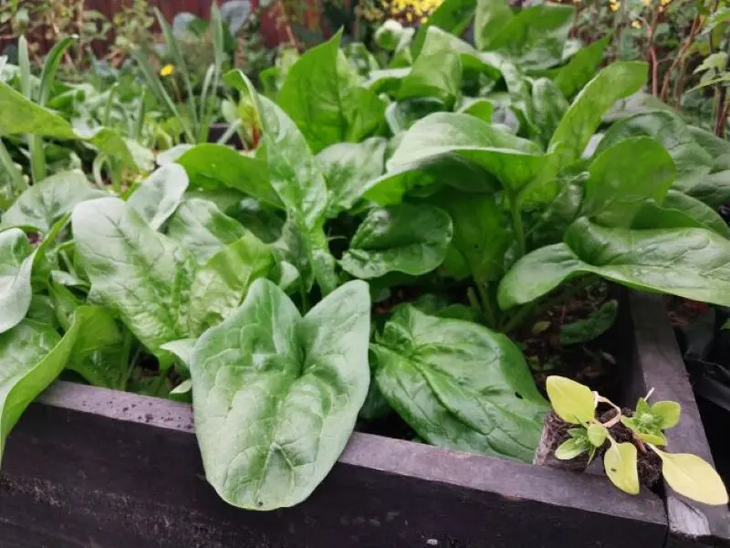 Los resultados obtenidos tras un minucioso trabajo del INTA. Los resultados obtenidos tras un minucioso trabajo del INTA.