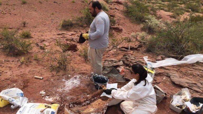 Vaca Muerta suma un nuevo dinosaurio