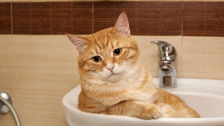 La tarea más difícil: darle un baño al gato