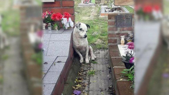 Conocé al perro que no se separa de la tumba de su amo