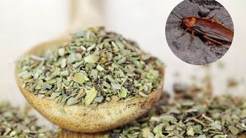 El olor fuerte del orégano ahuyenta a las cucarachas. Cómo utilizarlo correctamente para que sea eficaz. El olor fuerte del orégano ahuyenta a las cucarachas. Cómo utilizarlo correctamente para que sea eficaz.