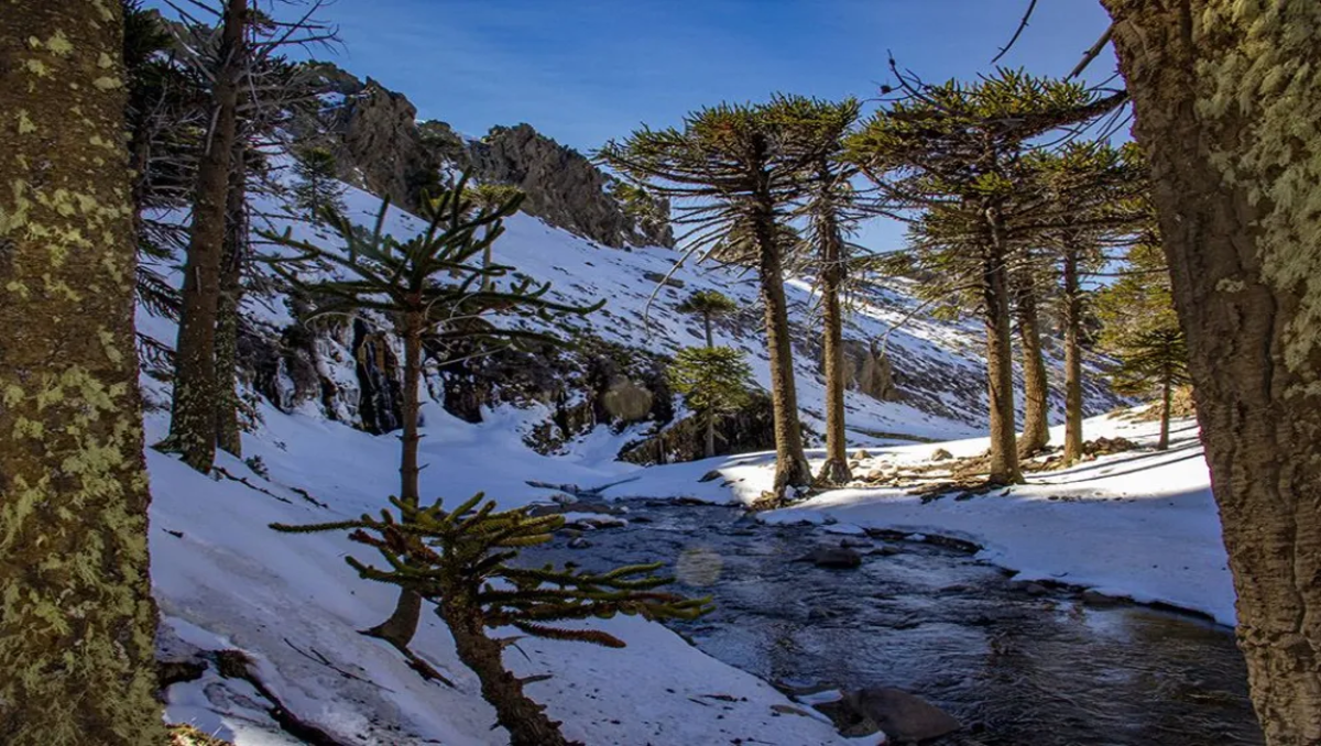La magia de Cascada Escondida, en Primero Pinos.