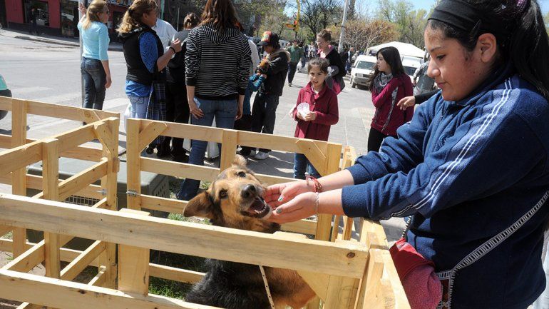 Gracias al book digital de la Muni, más perros tienen casa