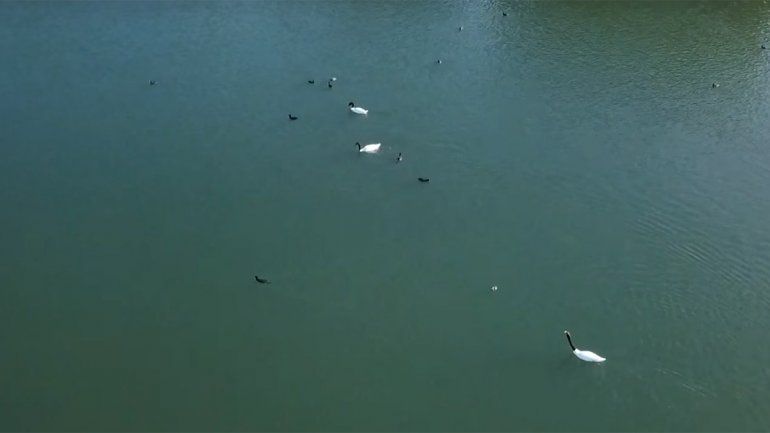 Llega el otoño: aparecieron los primeros cisnes de cuello negro en el Dique Ballester