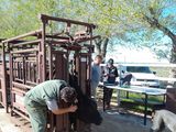 Revisación que se le hace a los animales previo al ingreso al predio.
