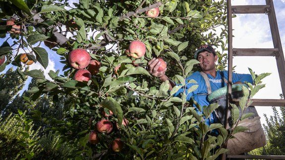 Crítica chacarera por el cierre del cultivo de manzana