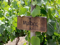 Malbec es la variedad tinta más plantada, la más bebida y también la más exportada del país. Malbec es la variedad tinta más plantada, la más bebida y también la más exportada del país.