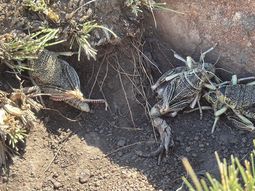 Trabajo conjunto: Con la ayuda de productores, que señalan los nidos de tucura, se están tratando cerca de 100 hectáreas por día. Foto: Ente de la Región Sur Trabajo conjunto: Con la ayuda de productores, que señalan los nidos de tucura, se están tratando cerca de 100 hectáreas por día. Foto: Ente de la Región Sur