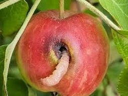 De la capacitación al campo: nuevos profesionales listos para la temporada frutícola. De la capacitación al campo: nuevos profesionales listos para la temporada frutícola.