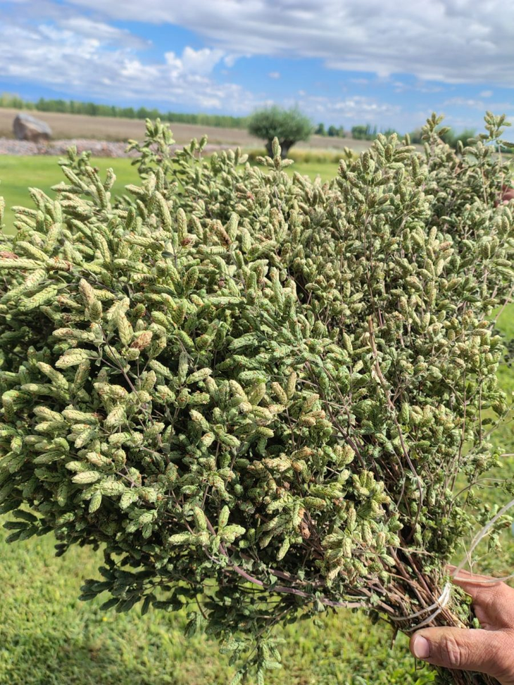 El Camino de Indias une bodegas, almazaras y cultivos aromáticos en el Valle de Uco mendocino. El Camino de Indias une bodegas, almazaras y cultivos aromáticos en el Valle de Uco mendocino.