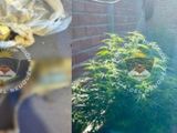 Las plantas de mariahuana secuestradas durante un operativo en Vista Alegre