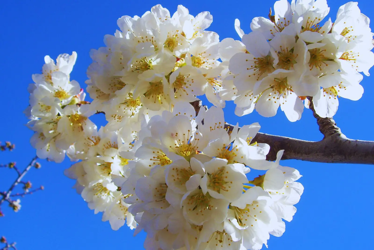 Las cerezas de Santa Cruz tienen la primera Denominación de Origen de la provincia. Foto: INTA Las cerezas de Santa Cruz tienen la primera Denominación de Origen de la provincia. Foto: INTA