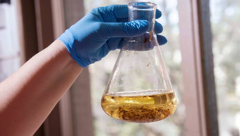 El estudio de la UNLP reivindica la medicina popular.