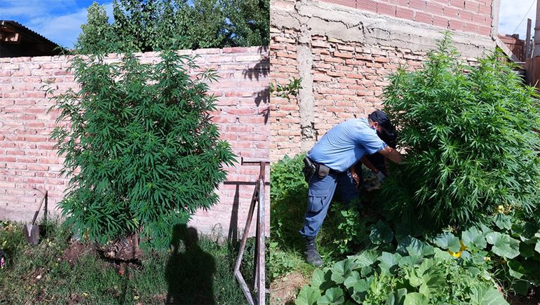 Por amenazas armadas, les cayó la Policía y tenían plantas de marihuana