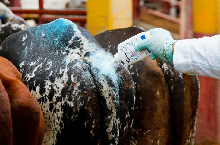 El tratamiento biol&oacute;gico es la gran apuesta oficial frente a la falta de vacunas directas.
