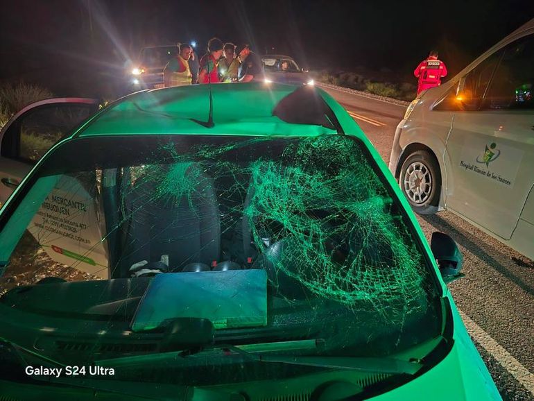 El animal impactó contra el parabrisas del auto tras el violento choque.