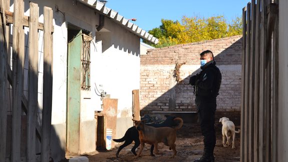 Más de 30 perros fueron rescatados en abril por maltrato animal en Cipolletti.