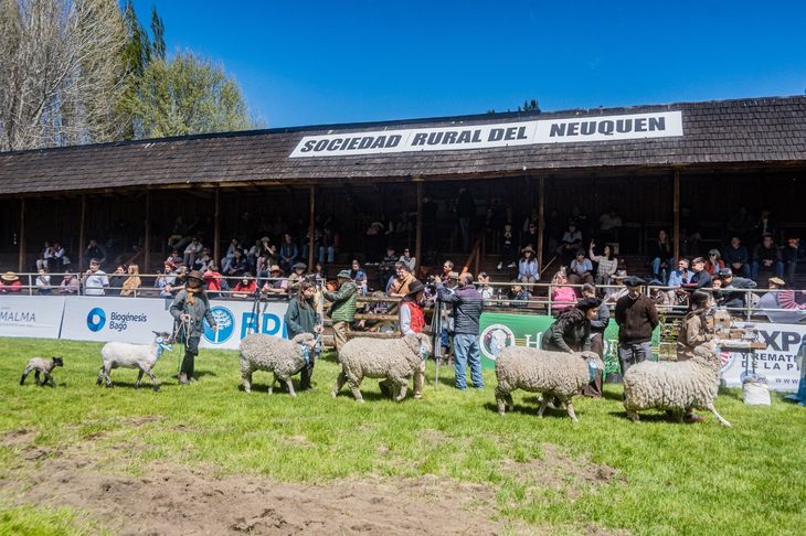 El asesoramiento técnico y la entrega de alimento balanceado aseguran el éxito de cada participante. El asesoramiento técnico y la entrega de alimento balanceado aseguran el éxito de cada participante.