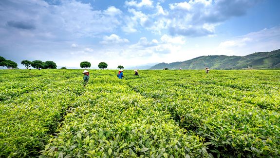 El mercado de productos orgánicos avanza a paso firme en China. Foto: pexels.