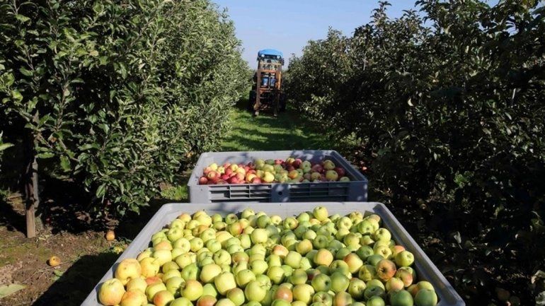 en crisis. El sector de la fruta en el Alto Valle no levanta cabeza .