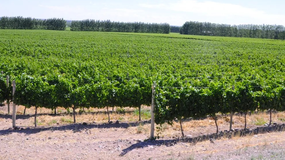 Hay 27 bodegas en Neuquén y 49 en Río Negro,