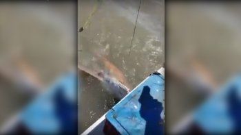 bahia blanca: capturan un tiburon y lo rematan a tiros bahia blanca: capturan un tiburon y lo rematan a tiros
