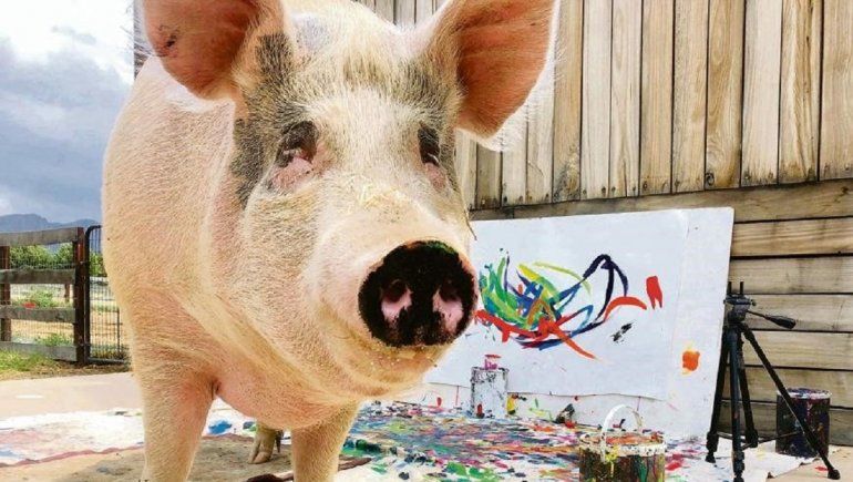 El cerdo pintor que causa furor en YouTube